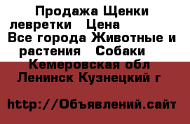 Продажа Щенки левретки › Цена ­ 40 000 - Все города Животные и растения » Собаки   . Кемеровская обл.,Ленинск-Кузнецкий г.